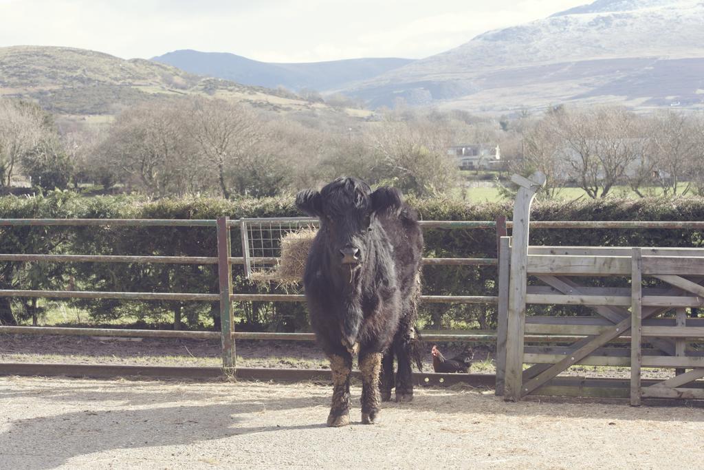 Villa Tyddyn Perthi Farm à Llanberis Extérieur photo